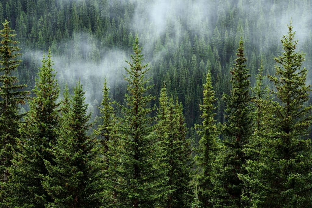 Dense evergreen forest with tall pine trees and mist, creating a serene and foggy landscape.